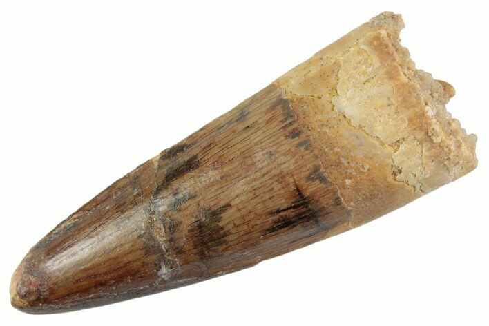 Fossil Spinosaurus Tooth - Real Dinosaur Tooth #367996